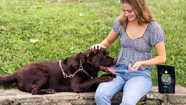 Does Diet Play a Role in Dog Dandruff