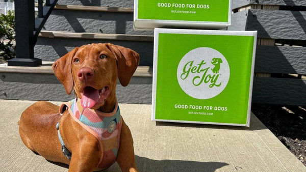 Loving Our Pets: How to Upgrade Your Dog Meals