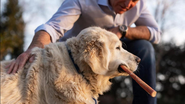 How to Clean Your Dog's Teeth at Home (And Why It Matters for Gut Health)