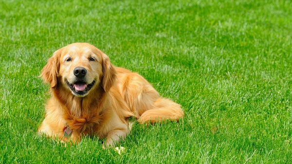 A happy dog sitting in grass. Tick removal is crucial after days like this.