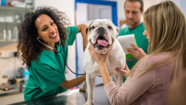 A dog on a vet's table while their owner reads questions to ask a veterinarian.