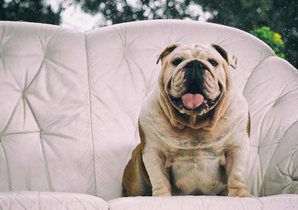 Overweight dog sitting