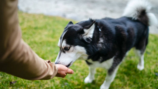 A Husky dog stands outside in the grass and eats a treat out of a humans hand.
