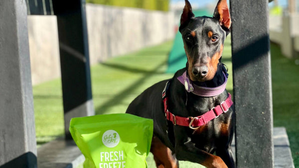 A Doberman wears a red color and sits patiently next to a green bag of Get Joy's fresh freeze dried dog food.