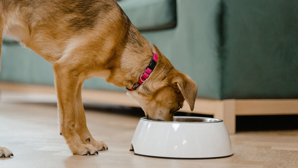 can dogs eat yogurt