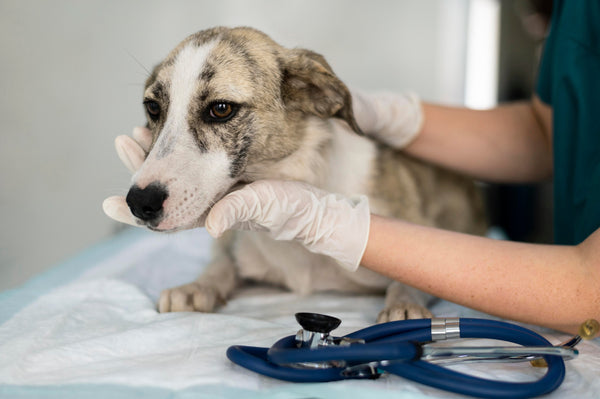 A dog during vet visits