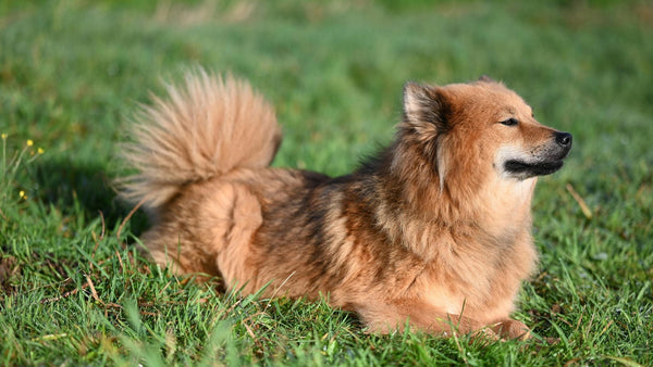 Dog with a healthy, shiny coat and calm skin