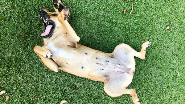 How to Restore Your Dog's Gut Health: What Actually Works