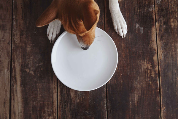 Picky dog looking at an empty plate, reluctant to eat