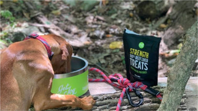 Enjoy May with These Dog Friendly Adventures