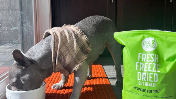 A small gray dog wears a sweater and eats out of a dog bowl on an orange mat. A green bag of Get Joy's fresh freeze dried dog food is displayed next to him, demonstrating the link between diet, gut health, and dog breath.