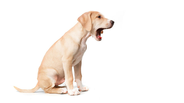 dog about to vomit