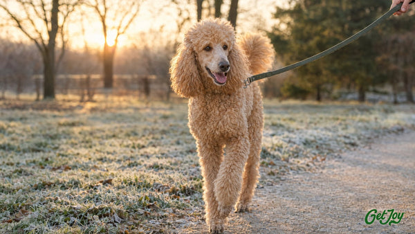 Apricot Standard Poodle walking on a leash along a frosty park path at sunrise
