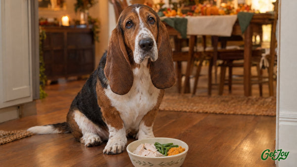 Tricolor Basset Hound beside a bowl of plain turkey, green beans and mashed sweet potato