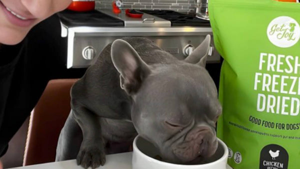 A small gray pug sits at a white countertop and eats Get Joy's fresh freeze dried dog food out of a white dog food bowl.