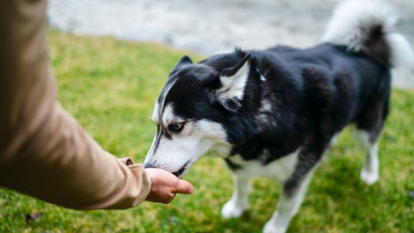 A Husky dog eats a Gut+ supplement out of his owners hand.
