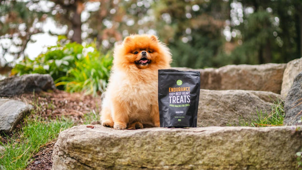 A small fluffy dog sits outside on stone steps and poses next to a black bag of Get Joy's dog treats.