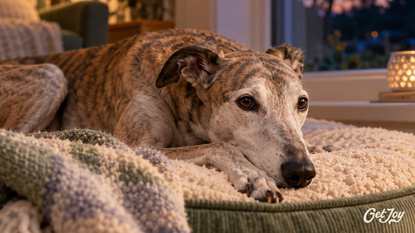 Calm Greyhound resting on a plush bed by the window at dusk