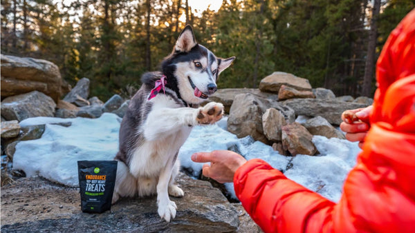 A Husky dog sits outside on a rock in a snowy landscape and high-fives a person wearing a red coat. Get Joy dog treats are displayed next to him.