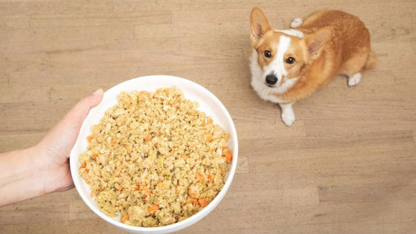 A small Corgi dog sits at his owners feet and looks up at his owners hand, which is holding fresh dog food in a white bowl.