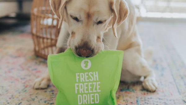 A lab lays down inside on a rug and holds a green bag of Get Joy's fresh freeze dried dog food in his mouth, demonstrating gut health.