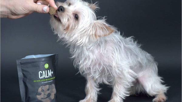 A small white dog sits and leans to the left, sniffing a Calm+ supplement in a humans hand. A black bag of the Get Joy Calm+ supplements are displayed to the left of the dog.