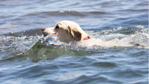 A white Lab holds a frisbee in his mouth as he calmly swims through blue water, helping his joint pain.