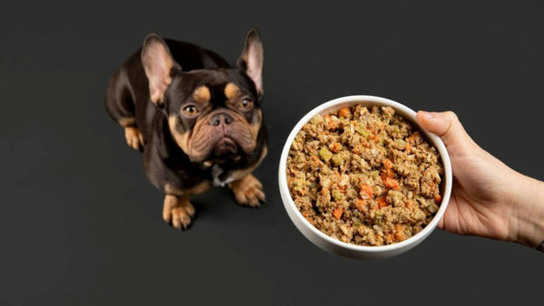 A small dogs stands next to a dog bowl of healthy dog food from Get Joy, demonstrating an improvement to gut health.