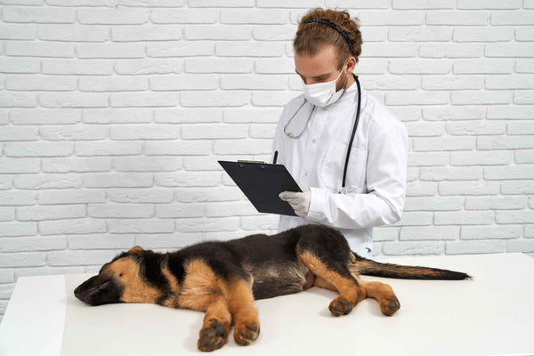 Dog Anal Gland Issues