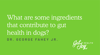 What are some ingredients that contribute to gut health in dogs?