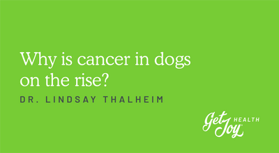 Why is cancer in dogs on the rise?