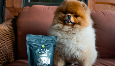 A black bag of Get Joy's Calm+ supplement is displayed on a rock against a nature background.