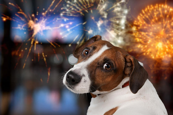 dog scared of fireworks