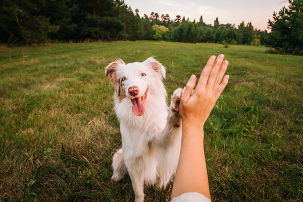 Dog Weight Management: A Complete Guide