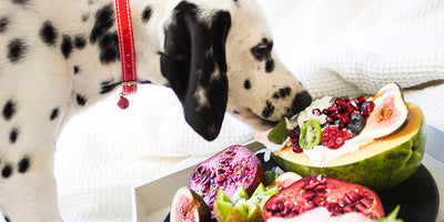 Why Gut Health Is Important for Your Dog