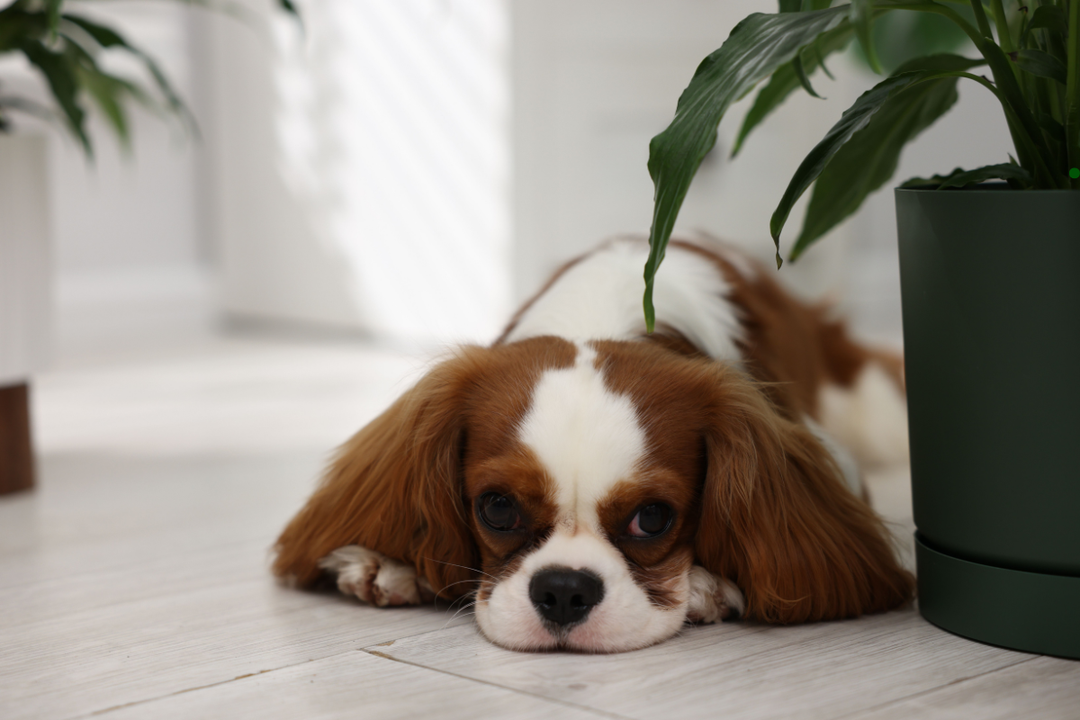 Dog Anxiety: Signs, Causes & How to Help