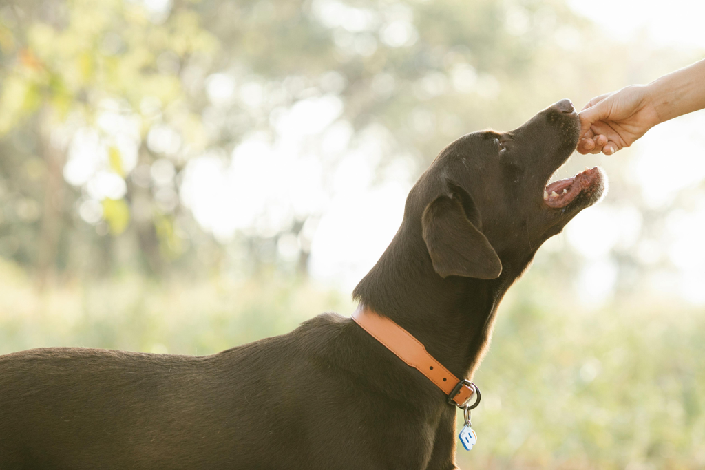 The Best Dog Food for Sensitive Stomachs