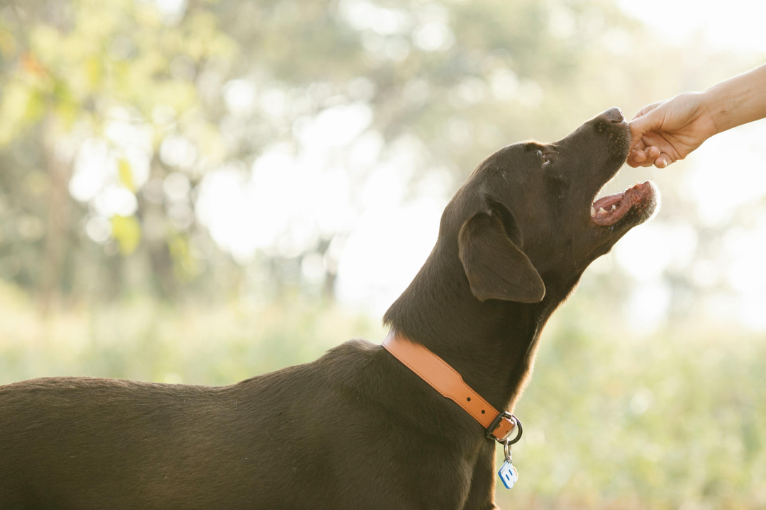 The Best Dog Food for Sensitive Stomachs
