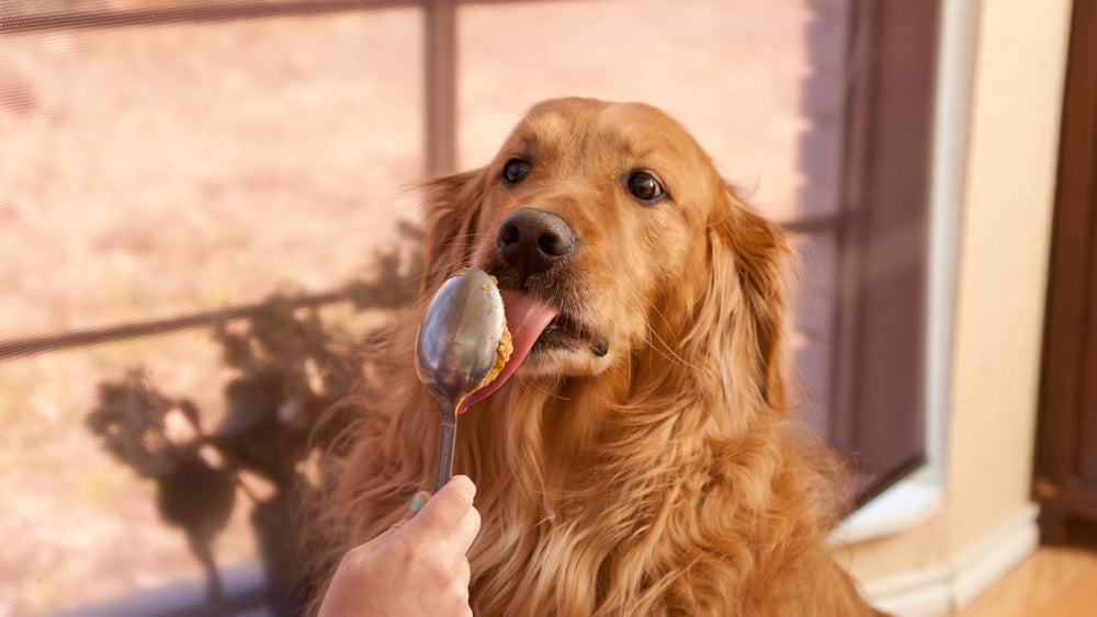 A dog licking a spoon to answer the question, can dogs eat peanut butter.