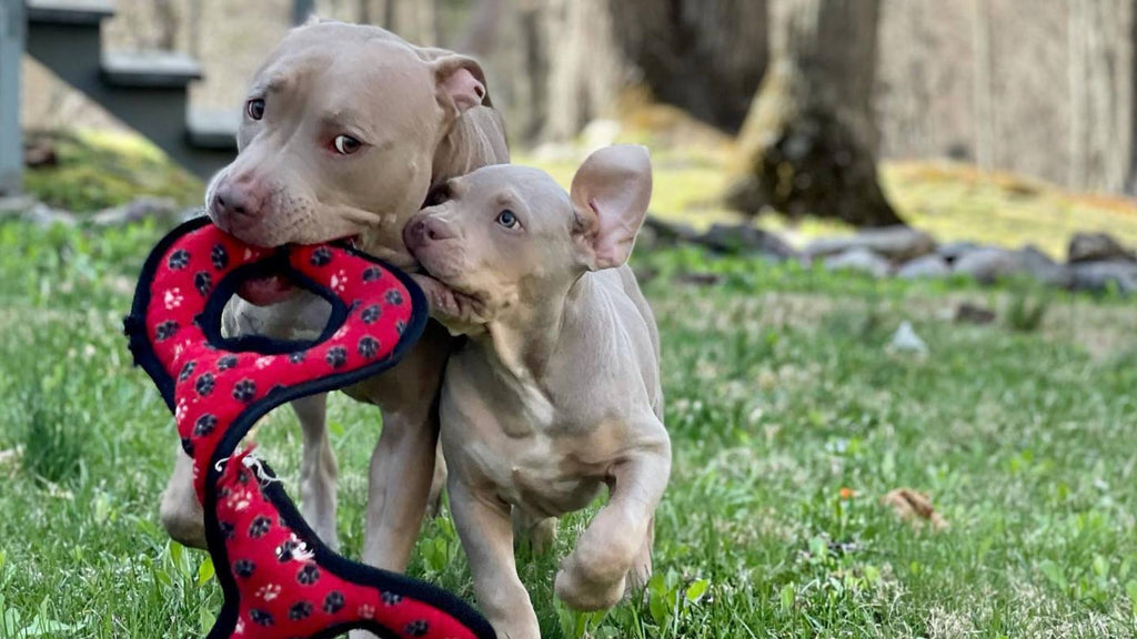 6 Signs of Dog Anxiety + How to Lessen It