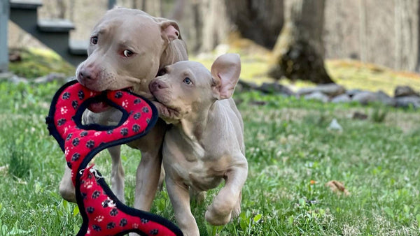 6 Signs of Dog Anxiety + How to Lessen It