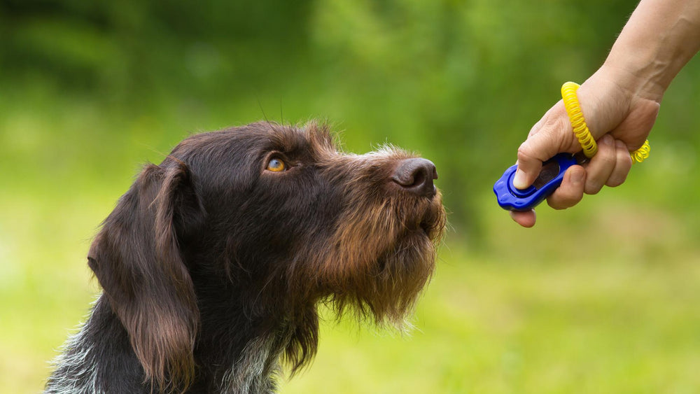 Clicker Training 101: How to Get Started with Your Dog