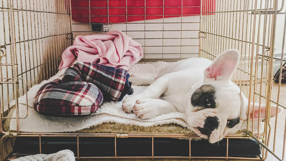 Crate Training a Puppy is Tough: Here are Some Tips