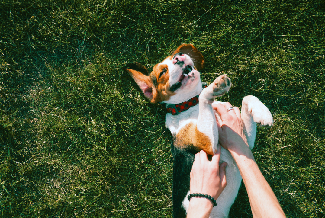 The Complete Guide to Freeze Dried Dog Food