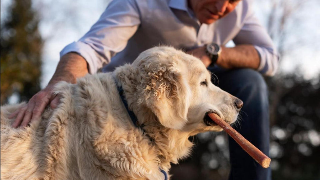 How to Clean Your Dog's Teeth at Home (And Why It Matters for Gut Health)