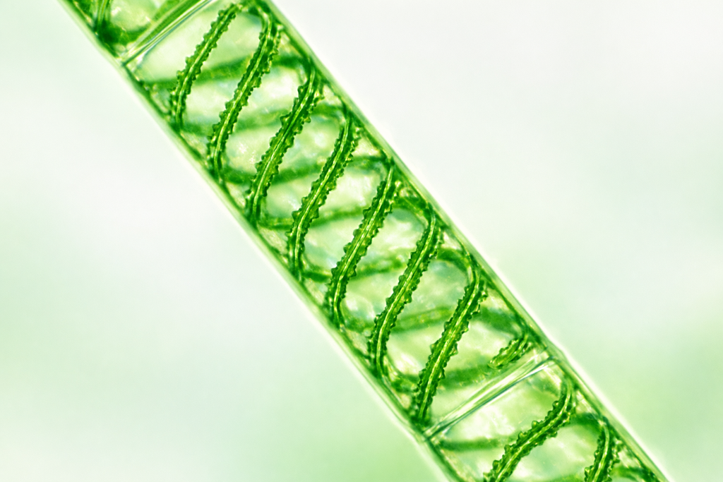 What is Belly Biotics? Prebiotics, Probiotics & Postbiotics Explained