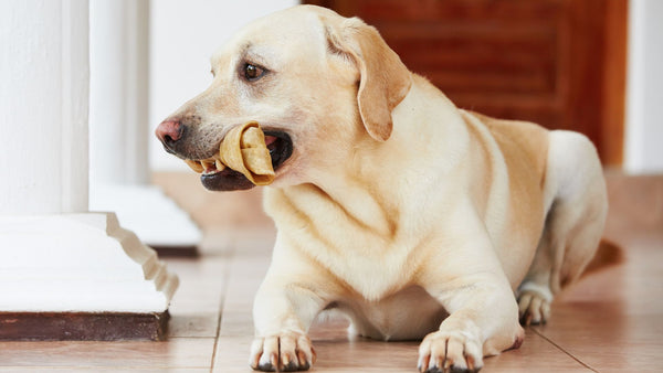 A dog sitting on a linoleum floor chewing one of his rawhide bones.