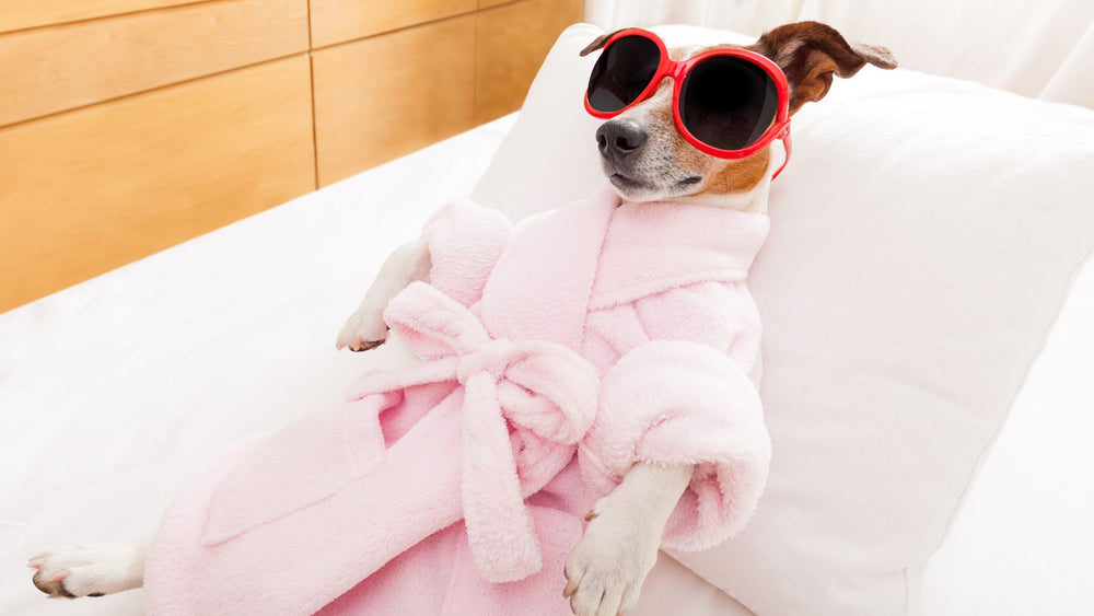 A small dog sits, laid back, with a pink robe and sunglasses.