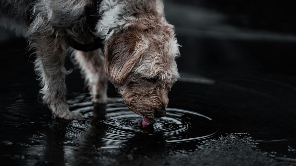How Long Can Dogs Go Without Water