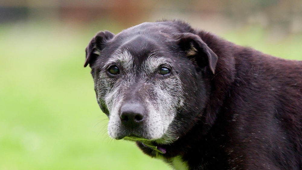 A senior dog , with brown fur, staring back at the camera.